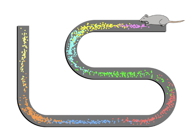 <p>place cells in the hippocampus</p>