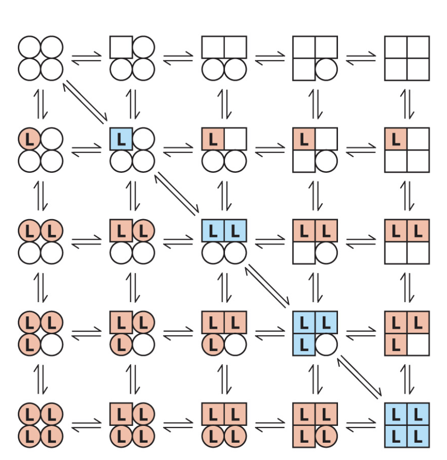 <ul><li><p>each subunit of the multimer can be in either the T or R form</p></li><li><p>L binding procedures a change in conformation of the subunit</p></li><li><p>a change in confirmation in one subunit induces a similar change in an adjacent subunit</p></li><li><p>therefore binding of a second L is more likely</p></li></ul><p></p>