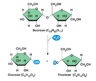 <p>breaks the covalent bonds in a polymer by adding H2O</p><p>One H of the H2O bonds to one monomer and the remaining OH of the H2O attaches to the other monomer</p><p>This type of reaction breaks down molecules into smaller molecules</p><p>When water is added to the bond between monomers in a polymer, the bond is broken</p><p> The hydrogen ion from a water molecule is added to one monomer and the hydroxyl group of the water molecule is added to the other monomer, completing the reaction</p><p>AB+H2O—> A + B</p>