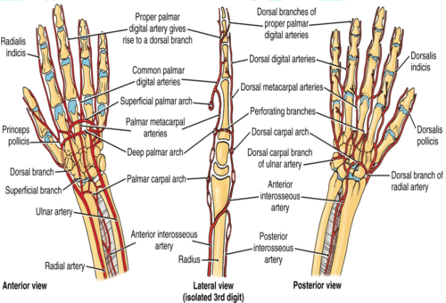 <p>Main termination of ulnar a. that forms the superficial palmar arch</p>