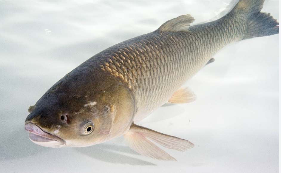 <p>Grass Carp Subclass, Division, Subdivision, Superorder, Order, Family</p>