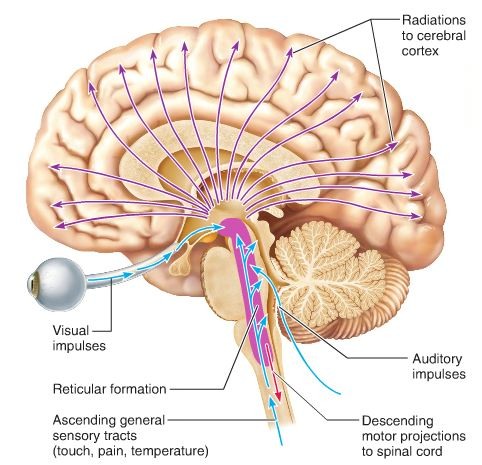 Part of brain stem, controls arousal and ability to focus attention
