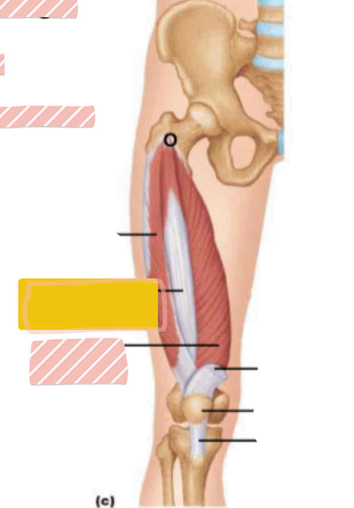 <p><span>Anterior leg (above knee) - DEEP</span></p>