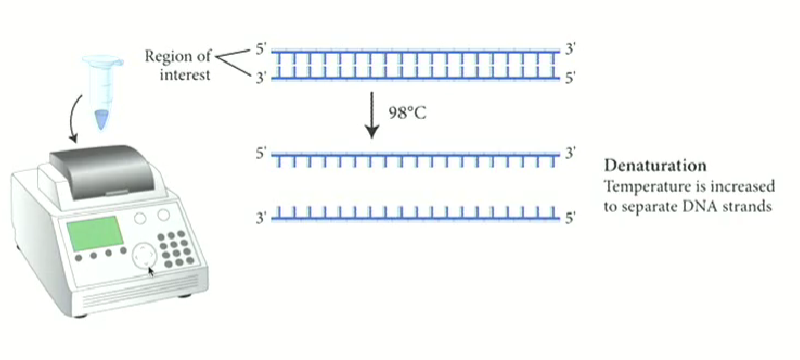 <ul><li><p>Using high temperatures to denature it instead of helicase</p></li><li><p>Uses a machine called a thermal cycler</p></li></ul><p></p>