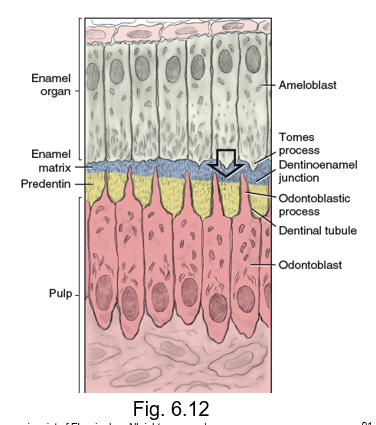 <ul><li><p>the enamel matrix is directly secreted from the __ __</p></li><li><p>an angled distal part of each ameloblast that faces the fully disintegrated basement membrane </p></li></ul><p></p>