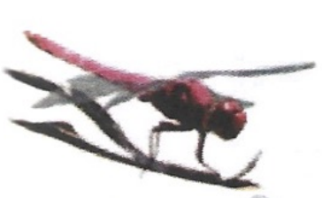 <p>ఇది ఏమిటి?</p>