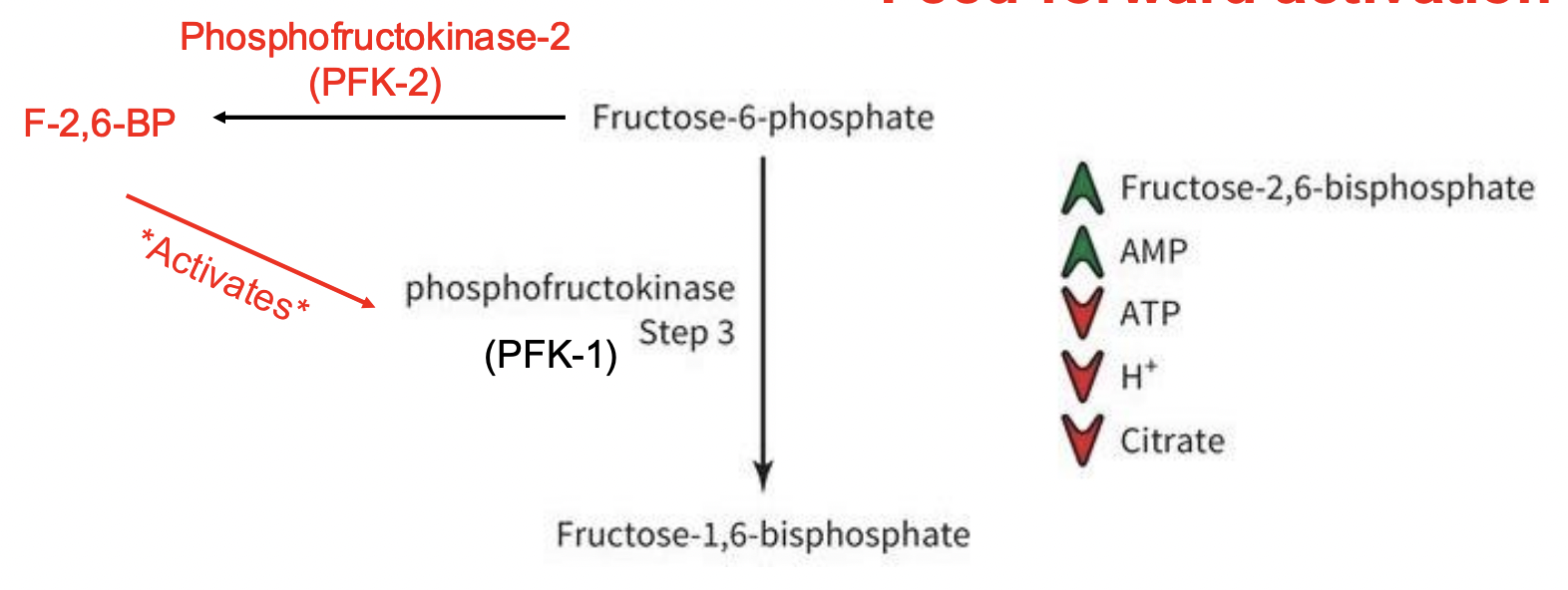 <p>• F-2,6-P • What is it and where does it come from? </p>