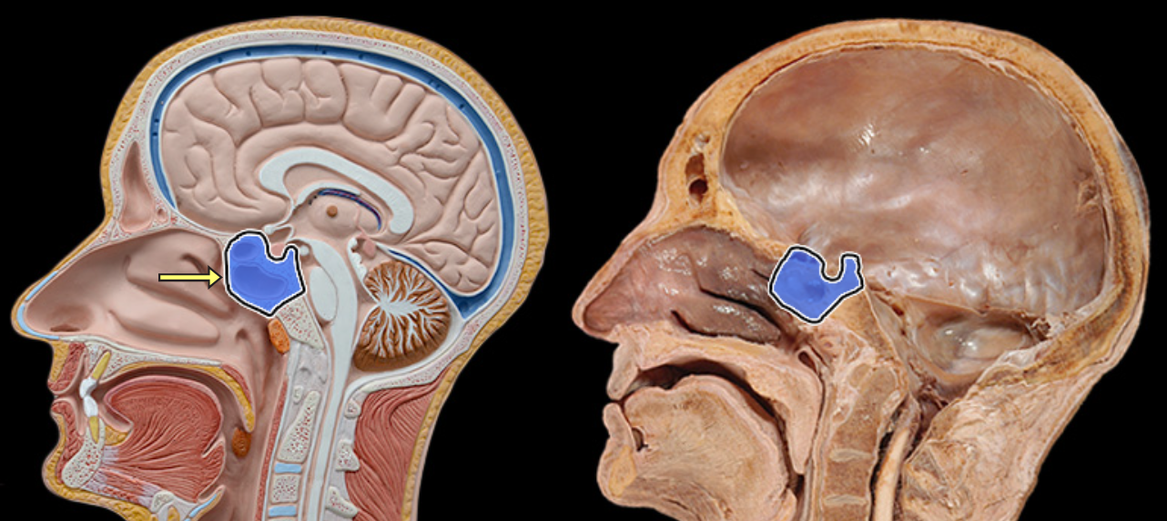 <p>Sphenoid bone</p>