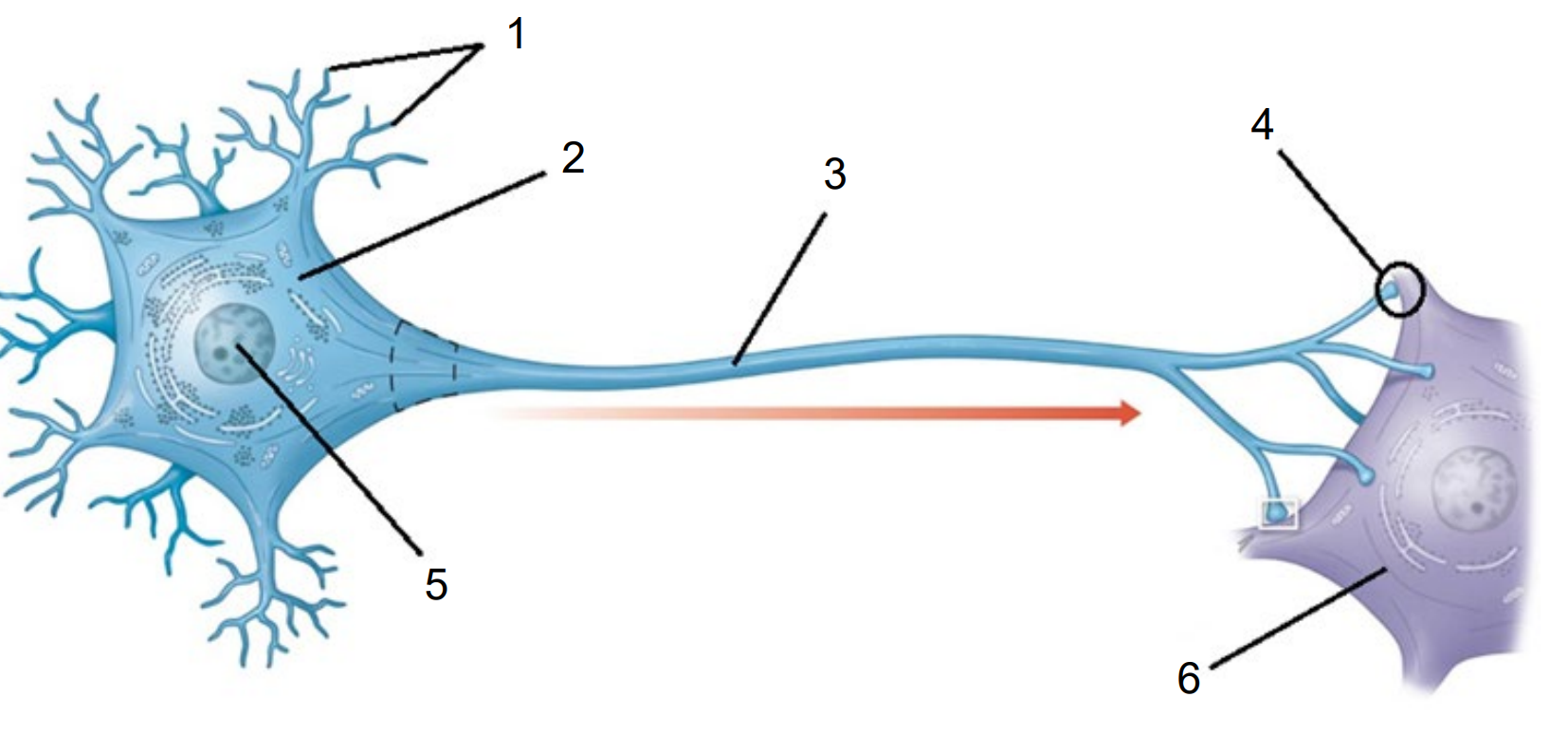 <p>Name and describe the Structures of a Neuron:</p>