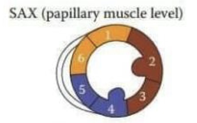 <ol><li><p>Anterior (LAD)</p></li><li><p>Anterolateral (LCx)</p></li><li><p>Inferolateral (LCx)</p></li><li><p>Inferior (RCA)</p></li><li><p>Inferoseptal (RCA)</p></li><li><p>Anteroseptal (LAD)</p></li></ol><p><em>PAP</em></p>