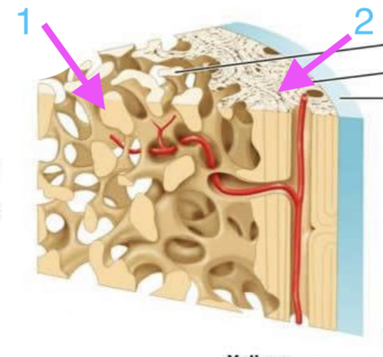 <p>which is compact bone?</p>