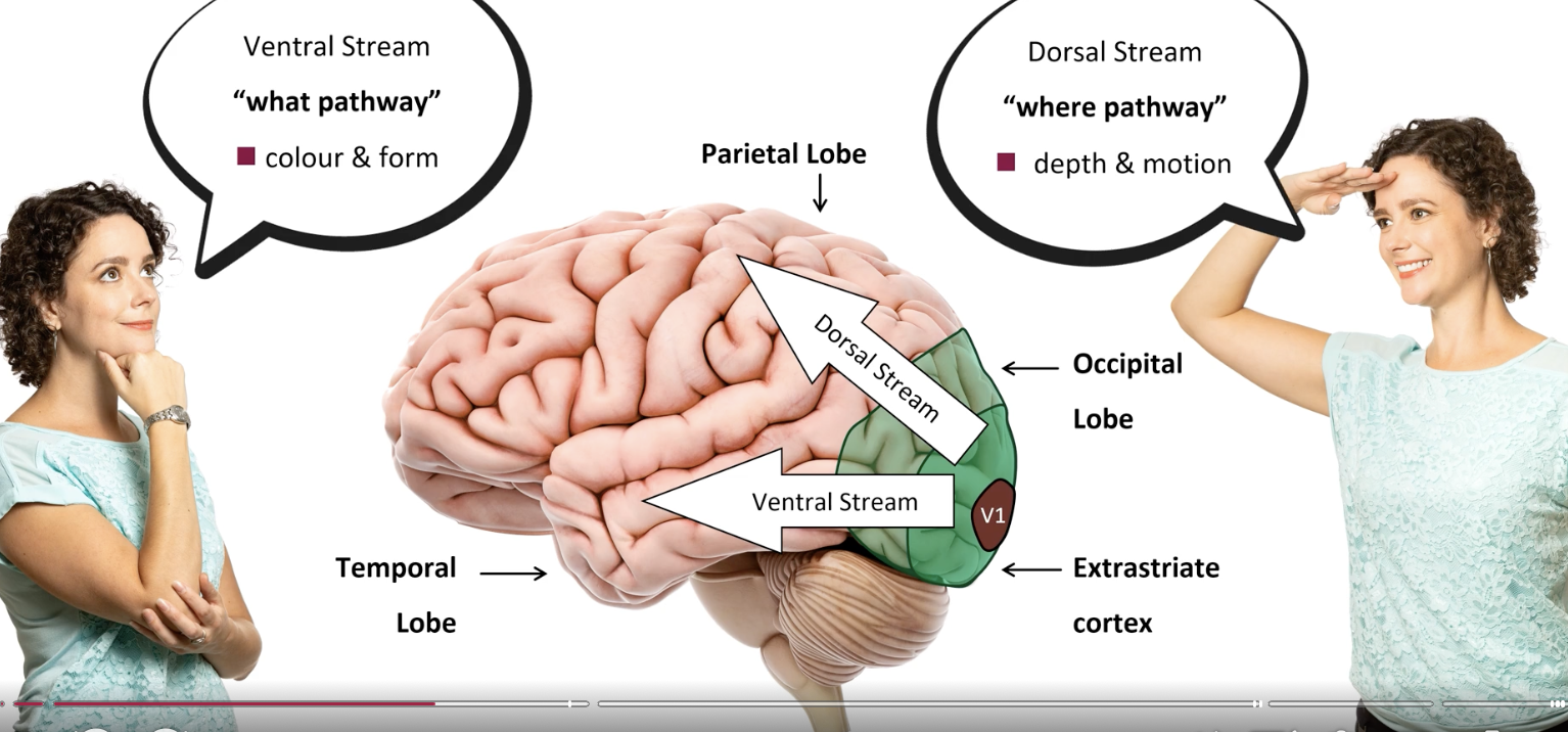 <p>‘what’ pathway - what object is</p><p>colour &amp; form</p><p>extrastriate cortex —> temporal lobe</p><p>V3, V5</p>