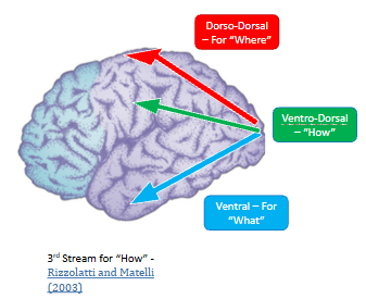 <ul><li><p>dorso-dorsal → the ‘where’ stream</p></li><li><p>ventral → the ‘what’ stream</p></li><li><p>ventro-dorsal → the ‘how’ stream → projects to inferior parietal lobule</p></li></ul><p></p>