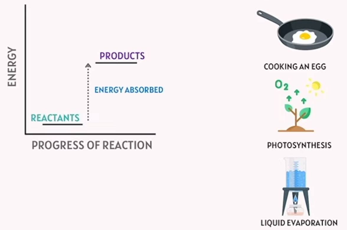<p>takes in heat energy from the surroundings - absorbs heat</p><p>endothermic think “enter”. heat enters/absorbs during this reaction</p>
