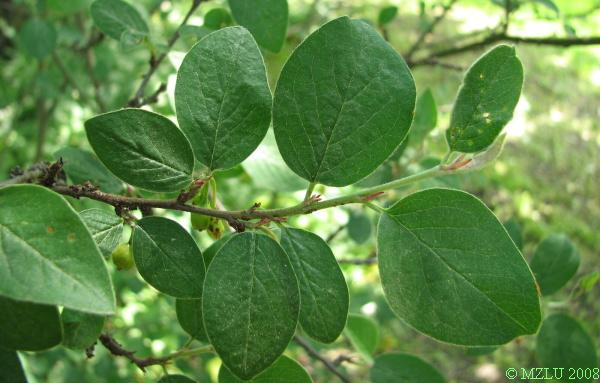 <p><span>skalník celokrajný</span></p>