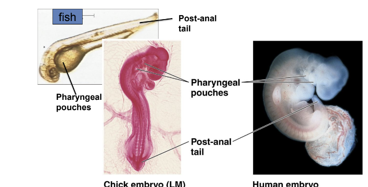 <p>example) vertebrate embryos</p>