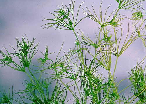 closest to green algae