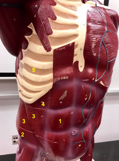 <p>What is the muscle indicated by the yellow 4? Function?</p>