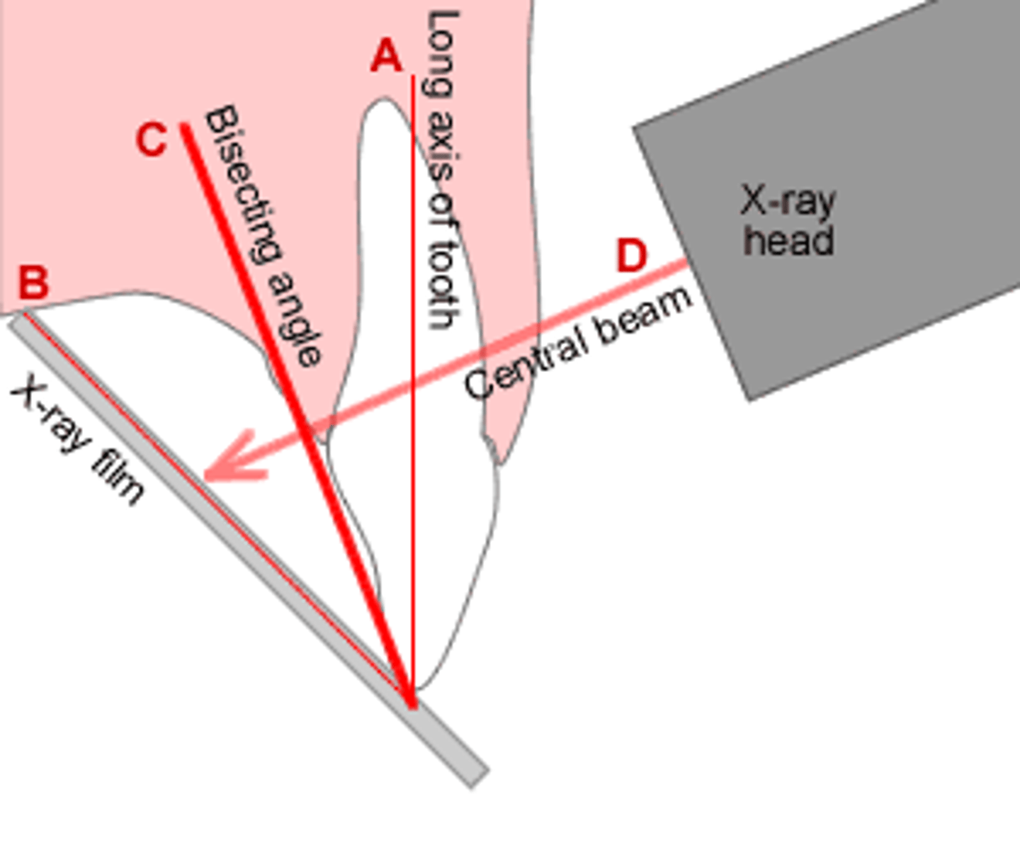 <p>x rays are directed perpendicular to the imaginary line bisecting the angle formed by the long axis of the tooth and the image receptor</p>