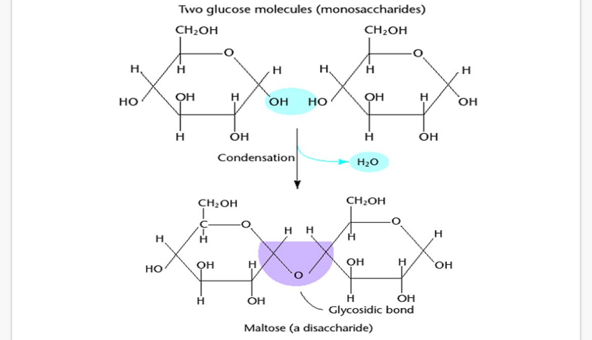 <p>1.Monosaccharides. 2.glycosidic. 3.condensation. 4.water. 5.hydrolysis</p>