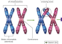 <p><span style="background-color: transparent;"><strong><span>crossing over</span></strong></span></p>