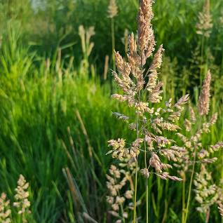 What is this species 