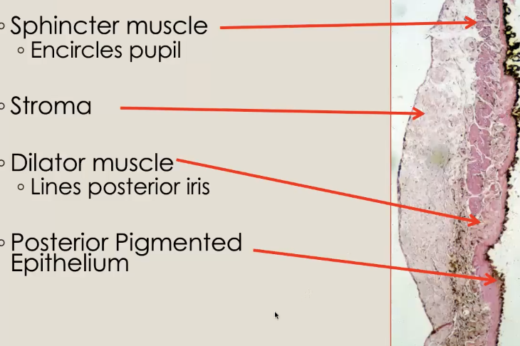 <ol><li><p>sphinctor muscle (encircles pupil)</p></li><li><p>stroma</p></li><li><p>dilator muscle (backside fo iris longitudinally)</p></li><li><p>Posterior pigmenged epithelium</p></li></ol><p></p>