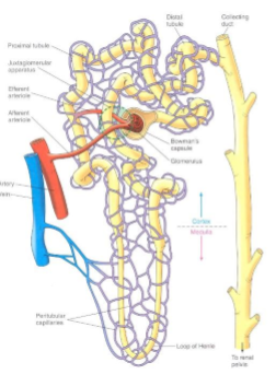 <p>a renal corpuscle which contains the glomerulus and a renal tubule</p>