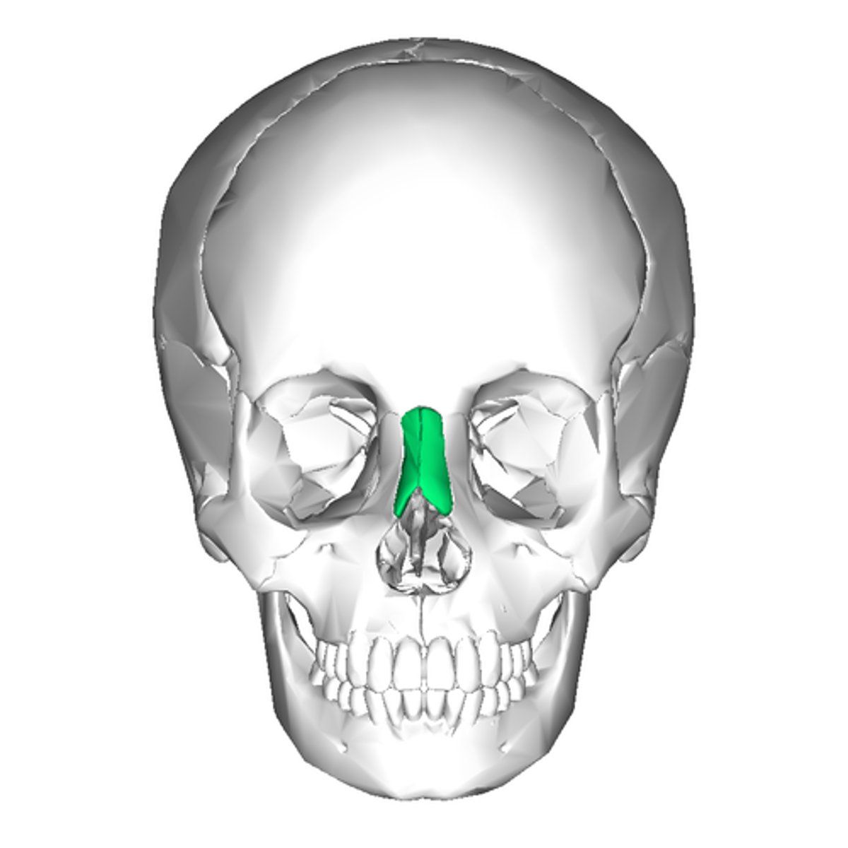 <p>- paired (2)</p><p>- articulate with the frontal bone</p><p>- form the bridge of the nose</p>