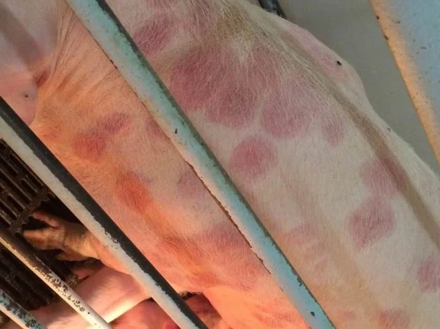 <p>Diamond skin disease</p>