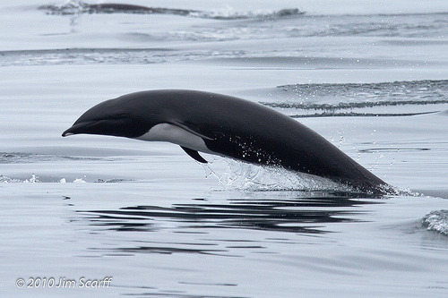 What’s the scientific name of the northern right whale dolphin?
