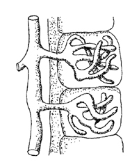 <p>Estructura de los hongos parásitos que penetra las células del huésped para absorber nutrientes.</p>