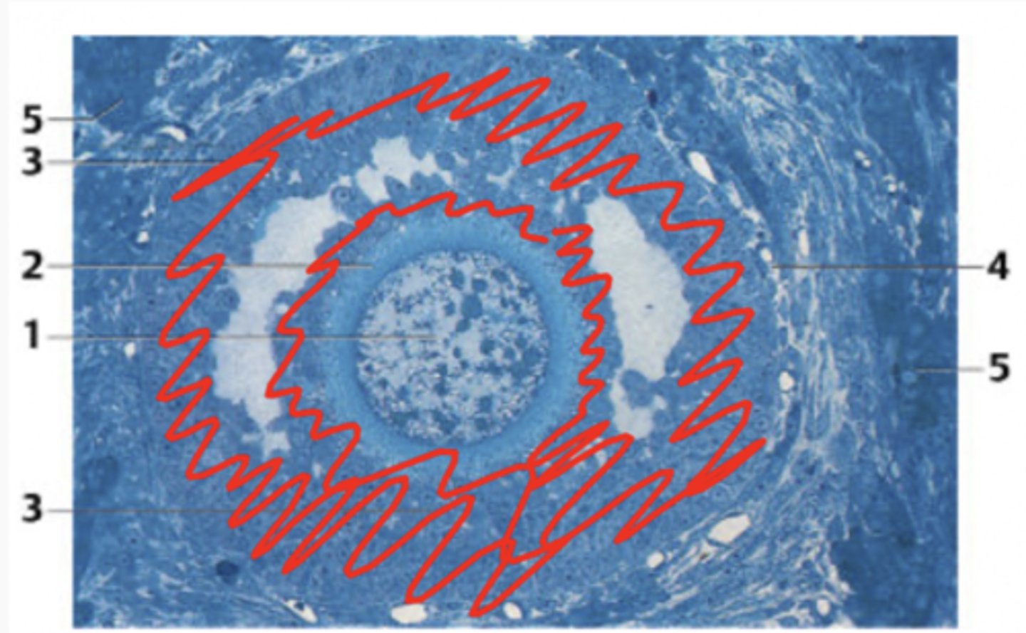 <p>What cells are highlighted in this region?</p>