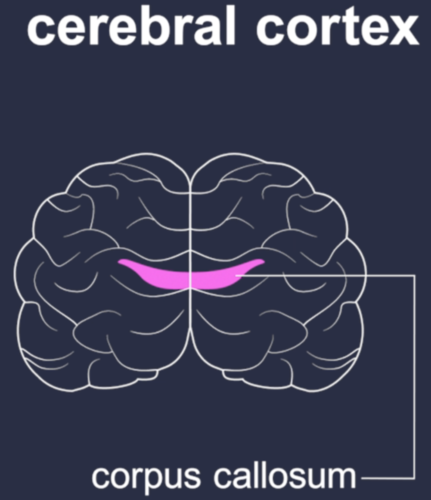 <p>right and left cerebral hemispheres</p>