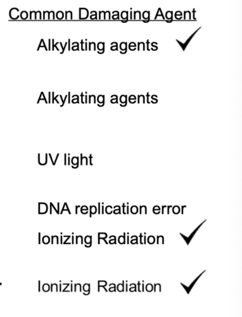 <p>this photo shows common damaging agents of ___</p>