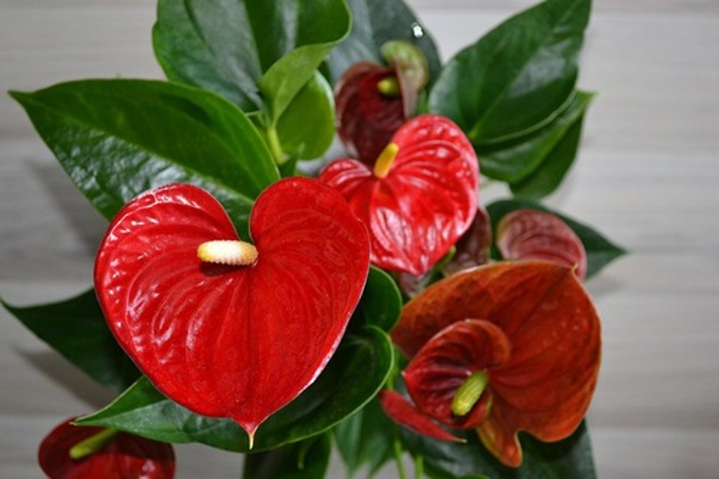 <p>About 16" tall</p><p>Long-lasting, waxy, palette-shaped, bright-red spathes (flowers) with a yellow spadix</p><p>Drooping, heart-shaped, dark green leaves arise on long stems from plant crown</p><p>Flowers may appear throughout the year in optimum growing conditions</p>