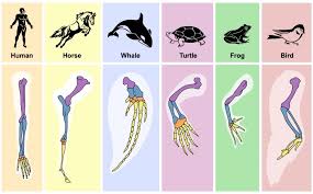 <p>Homologous structures are physical features in different species with similar structures, but different functions, which have risen from a common ancestor. This is evidence of divergent evolution</p>