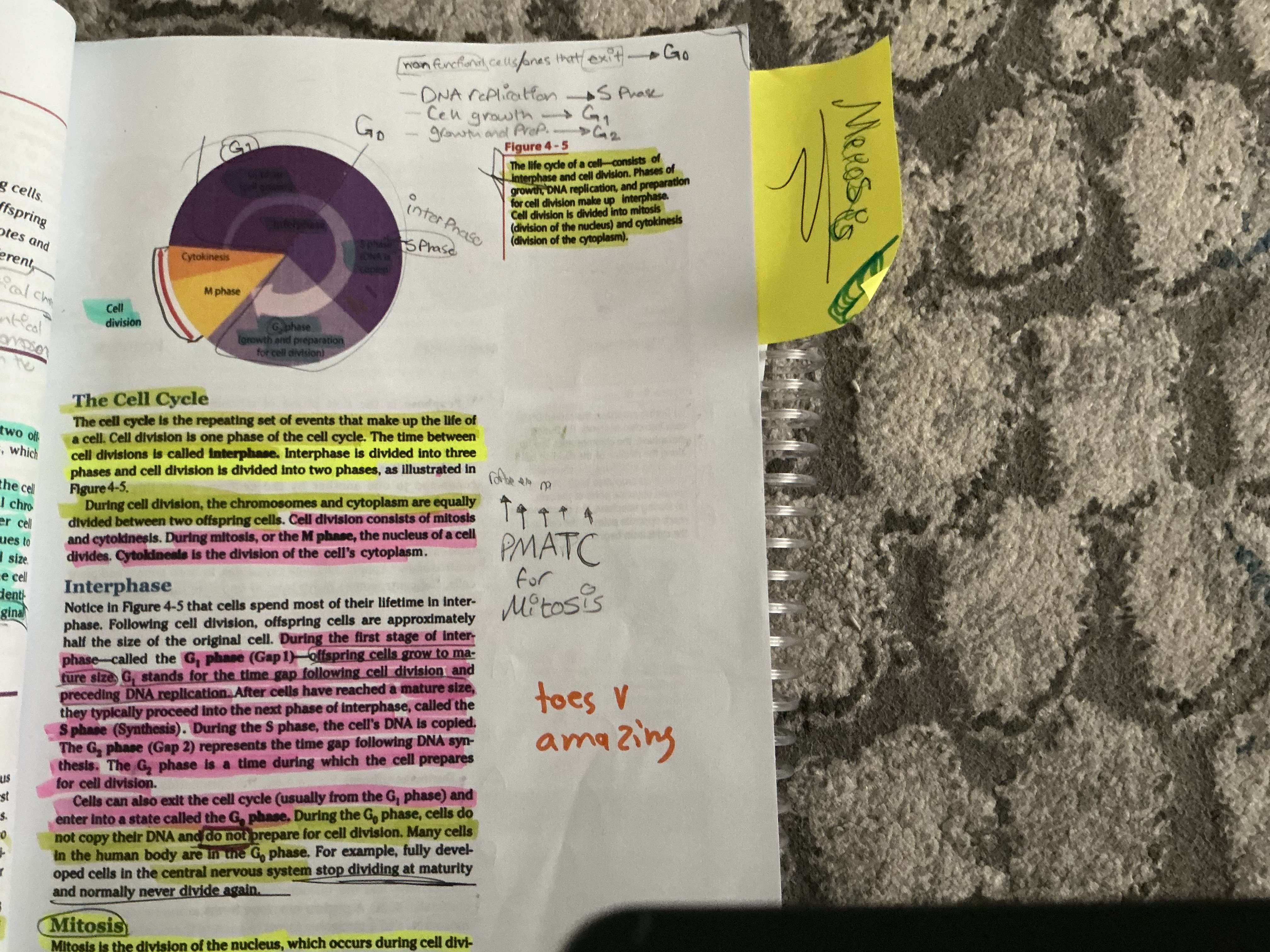 knowt flashcard image