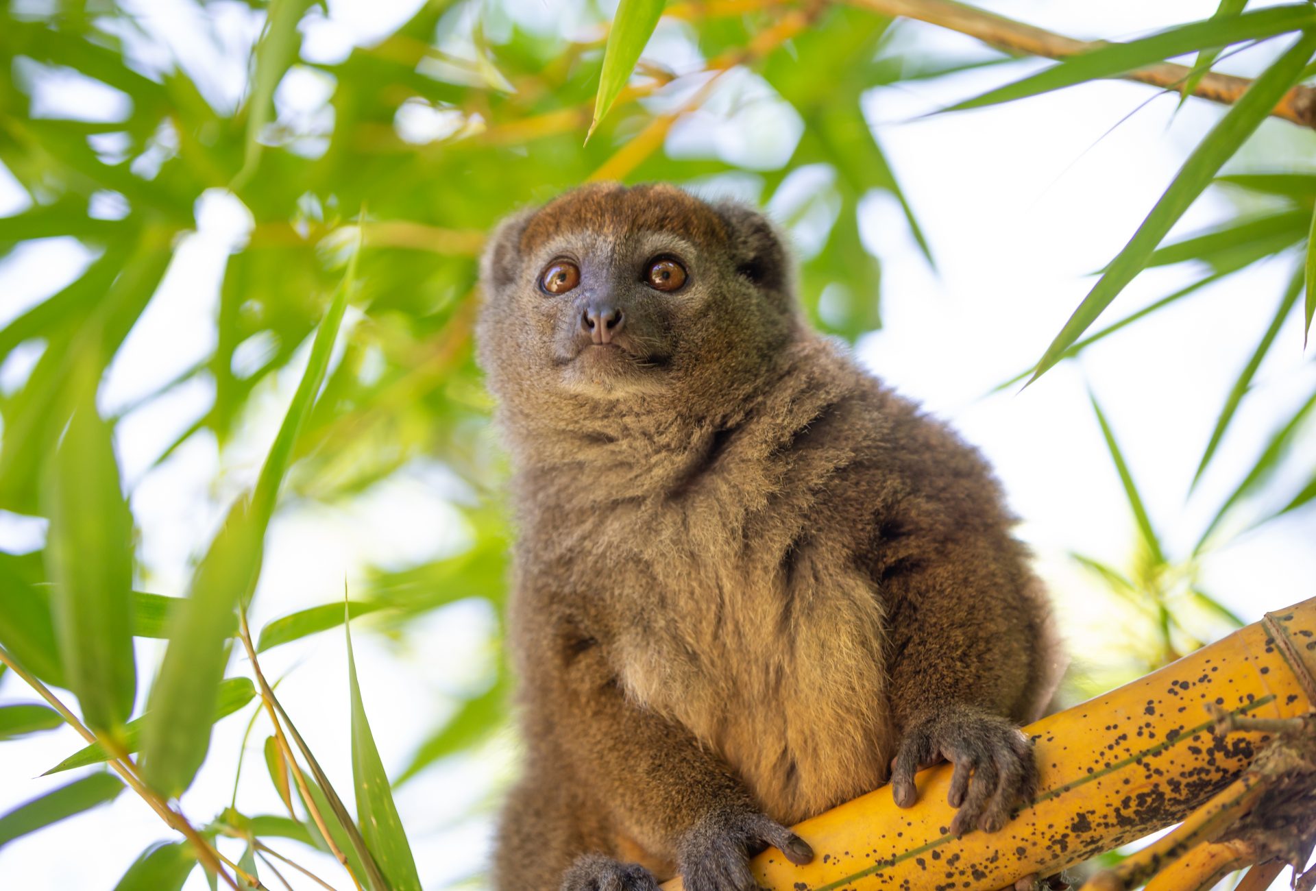 <p><em>Hapalemur </em>(“bamboo lemurs”)</p>