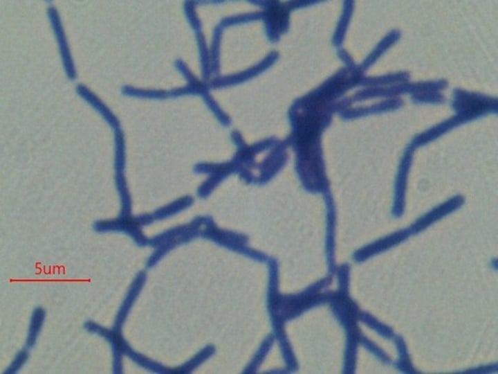 <p>What is the phylum of Bacillus subtilis?</p>