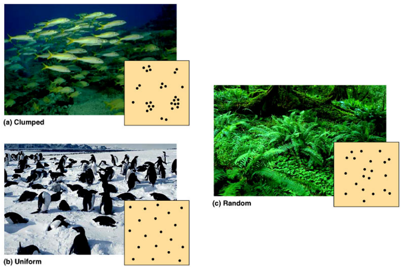 <p>[Random distribution]  The spacing between individuals is irregular. The presence of one individual does not directly affect the location of any other individual. Commonly seen in plants.</p><p>[Clumped distribution]  Individuals are grouped together in certain areas, often around a resource. e.g. a waterhole.  Also when living in large groups is beneficial.</p><p>[Uniform distribution] individuals are evenly and regularly spaced in an area.</p>