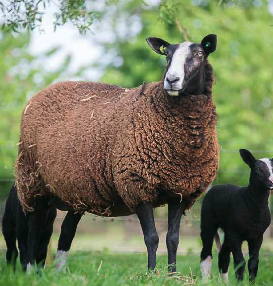 <p><span><span>De kop heeft een witte bles, witte sokjes en een witte punt aan de staart.</span></span></p>
