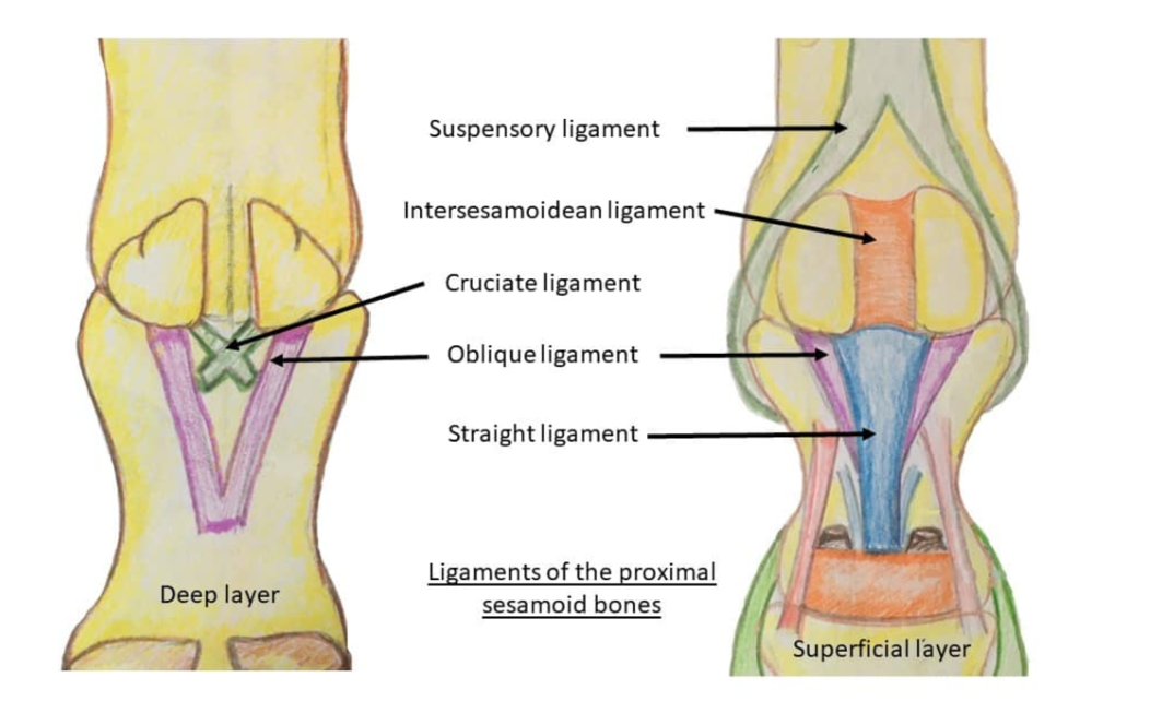 <p>Common digital extensor tendon (lateral already inserted) → cannon bone&nbsp;</p><p style="text-align: center">→ paired proximal sesamoid bones → intersesamoid ligament →&nbsp;</p><p style="text-align: center">&nbsp;<strong>cruciate </strong>sesamoid ligaments (<strong>cross</strong>-shaped)&nbsp;</p><p style="text-align: center">→ 2 oblique distal sesamoidean ligaments&nbsp;</p><p style="text-align: center">→ straight distal sesamoidean ligament&nbsp;</p><p style="text-align: center">→ DDFT → SDFT (@ level of fetlock it has bifurcated and surrounds DDFT)</p><p><br></p><p></p><p></p>