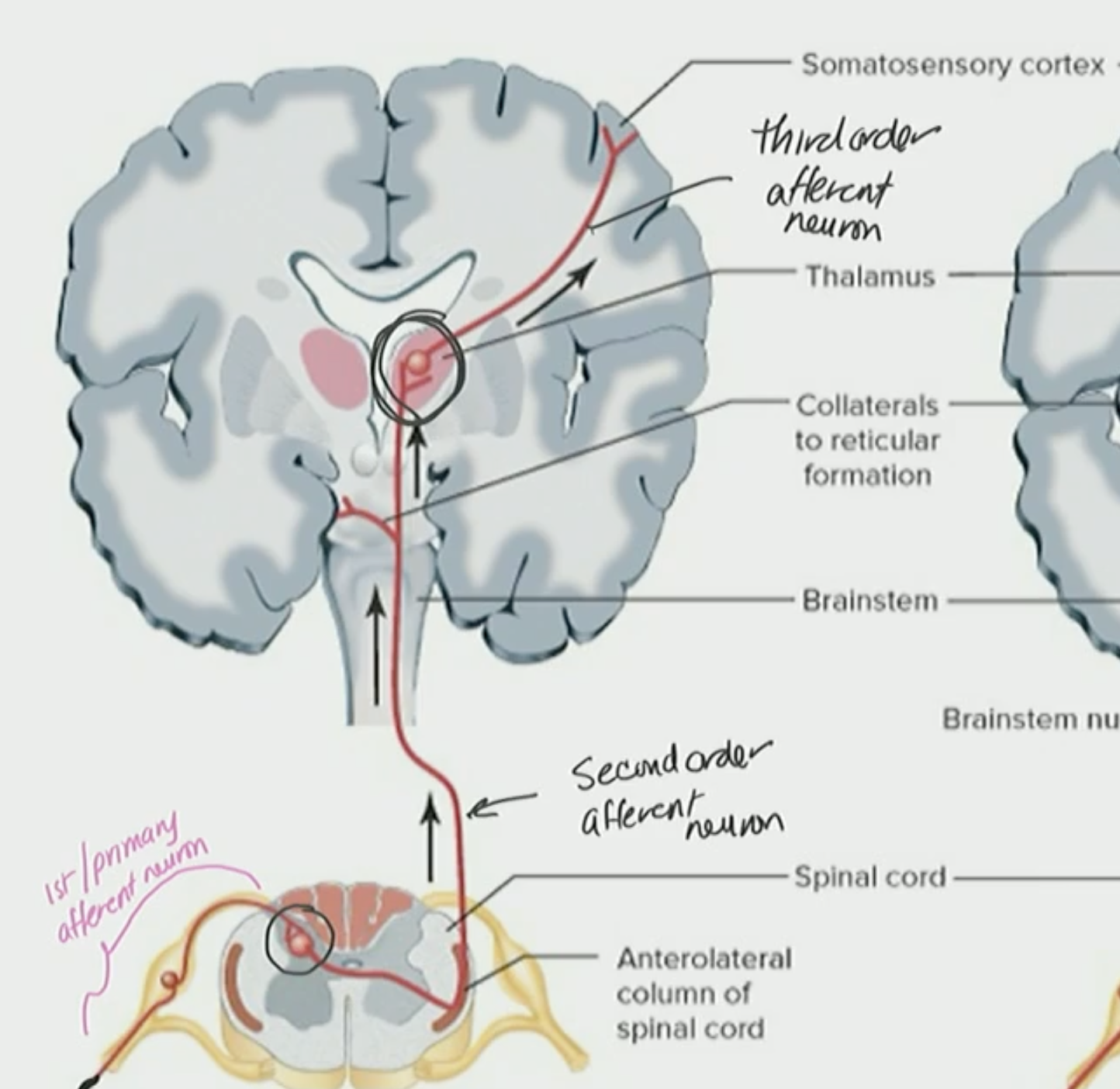 <p>Primary, Secondary, Third order afferent neuron process</p>