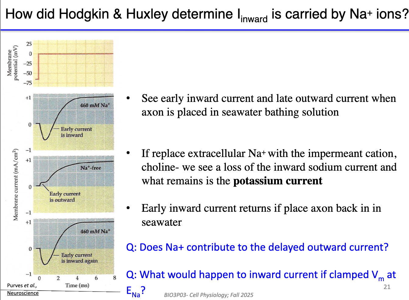 <ul><li><p><strong>In seawater:</strong> An <em>early inward</em> sodium (Na⁺) current and a <em>late outward</em> potassium (K⁺) current are observed.</p></li></ul><ul><li><p><strong>When Na⁺ is replaced with choline (impermeant ion):</strong></p><ul><li><p>The <em>inward</em> current disappears.</p></li><li><p>Only the <em>outward</em> K⁺ current remains.</p></li></ul></li><li><p><strong>K⁺ channels</strong> have the <em>same voltage-gated threshold</em> as Na⁺ channels.</p><ul><li><p>This shows that the timing difference isn’t about the voltage threshold — it’s due to an <em>intrinsic timing mechanism</em> in the channels.</p></li></ul></li><li><p><strong>When seawater is restored:</strong></p><ul><li><p>The <em>inward Na⁺ current</em> reappears, confirming that it’s caused by Na⁺ entry.</p></li></ul></li><li><p><strong>Na⁺ does not contribute</strong> to the delayed outward K⁺ current.</p></li></ul><p></p>