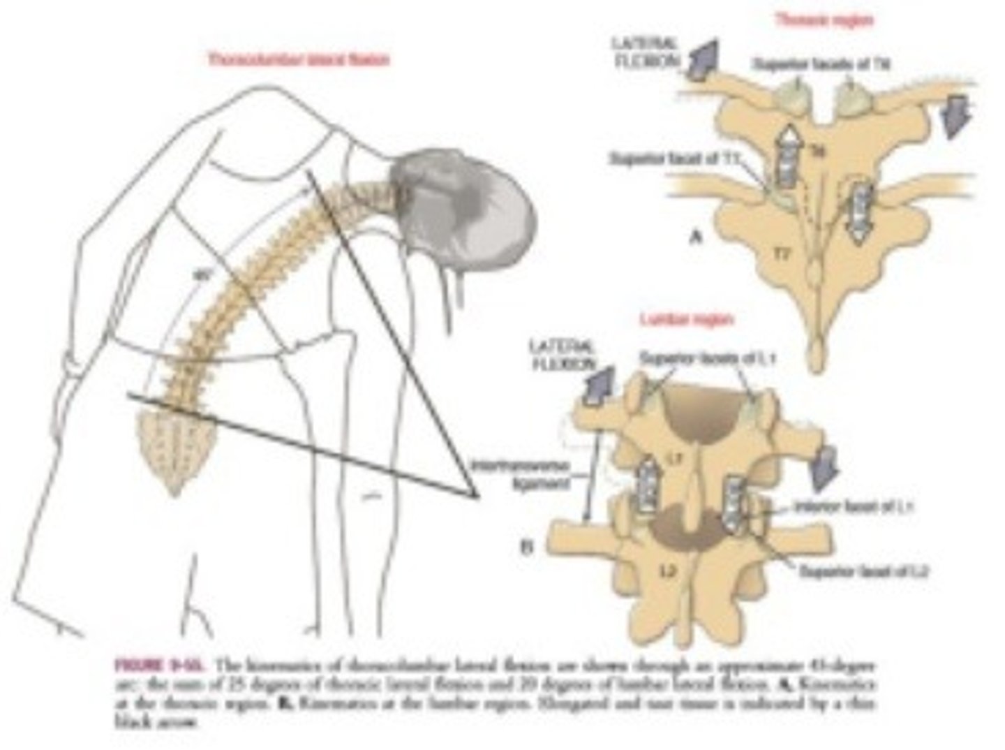 <p>relationship of lateral flexion and rotation</p><p>*varies depending upon the facet orientation</p><p>ex. C2-C7 = rotation and lateral flexion to SAME SIDE</p>