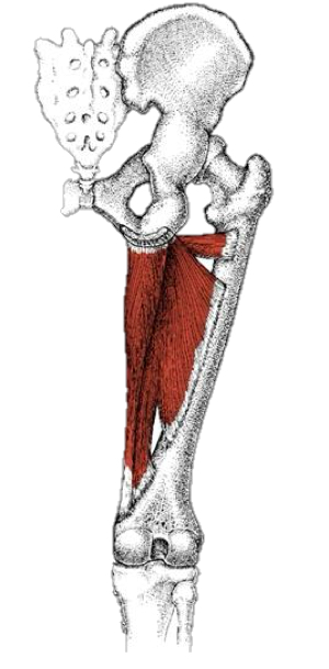 <p>What is this muscle </p>