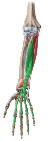 <p>What is this muscle called?</p>