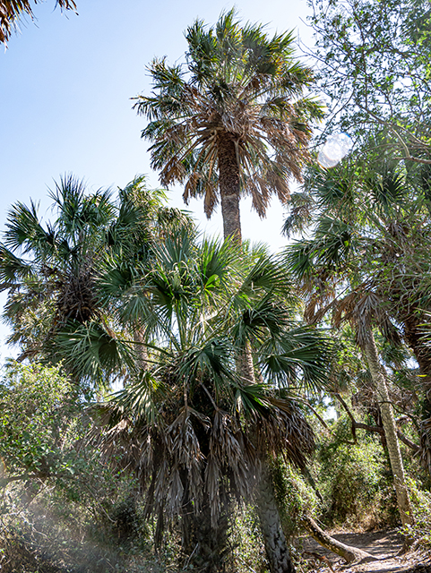 <p>Sabal mexicana</p><p>(Palm)</p>