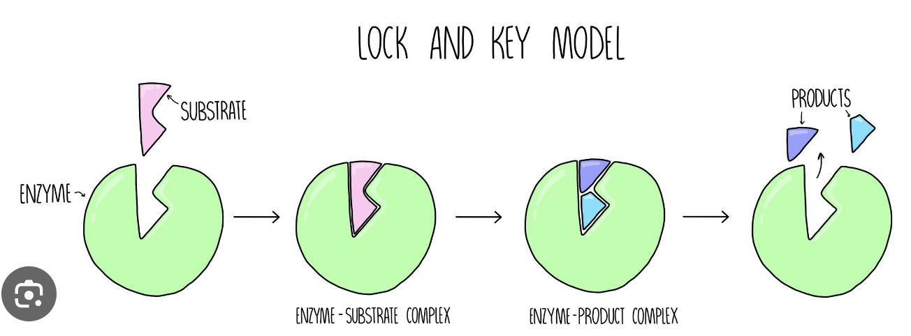 Lock and key model
